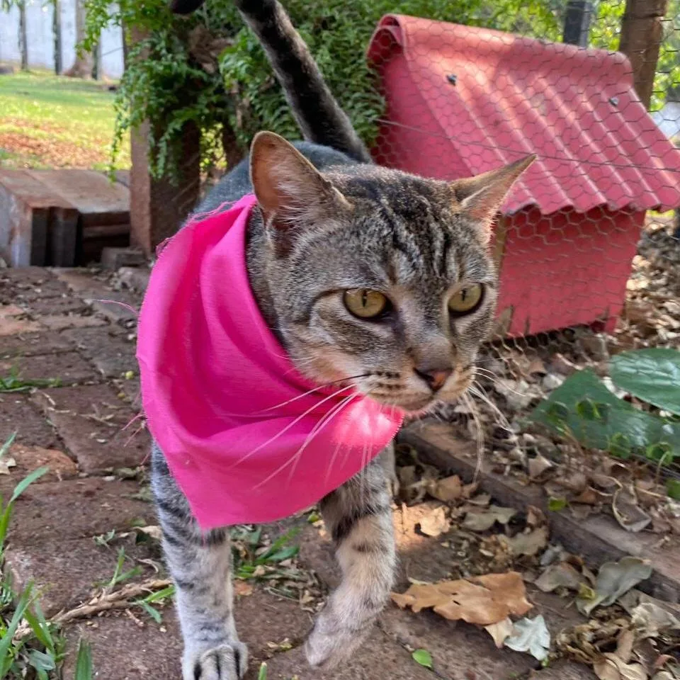 Gatos, a Palavra que Transmite Amor